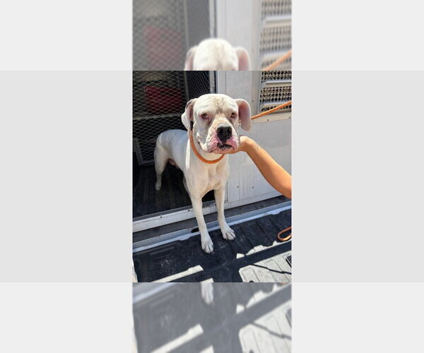 Medium Photo #3 Boxer Puppy For Sale in Austin, TX, USA