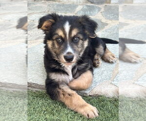 Murphy - Male German Shepherd Dog-Unknown Mix Dog for Adoption - Photo #2