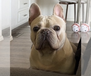 Father of the French Bulldog puppies born on 10/31/2025