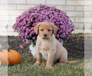 Labrador Retriever Puppy for sale in MORGANTOWN, PA, USA
