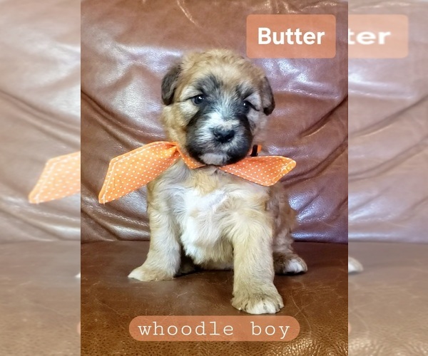 Medium Photo #6 Whoodle Puppy For Sale in GOLDEN CITY, MO, USA