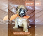Puppy 5 Whoodle