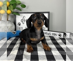 Dachshund Puppy for sale in FRANKLIN, IN, USA