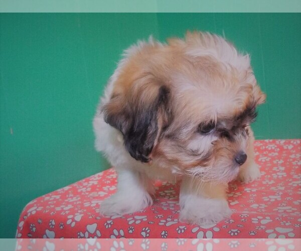 Medium Photo #2 Zuchon Puppy For Sale in PATERSON, NJ, USA