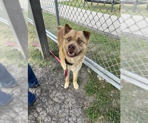 Chow Chow-Unknown Mix Dogs for adoption in Corpus Christi, TX, USA