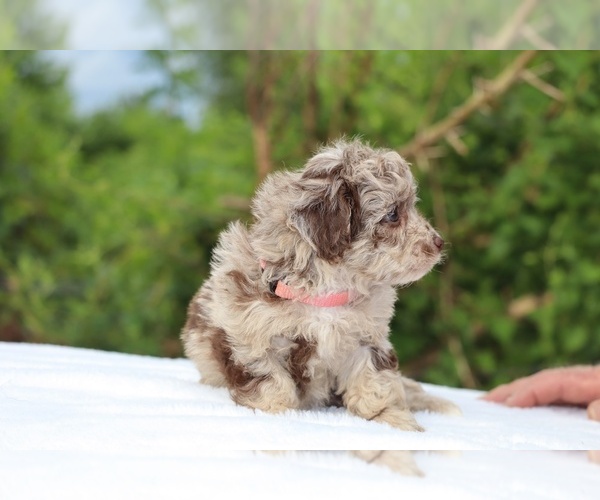 Medium Photo #16 ShihPoo Puppy For Sale in DYERSBURG, TN, USA