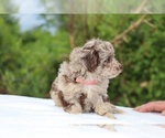 Small #15 ShihPoo