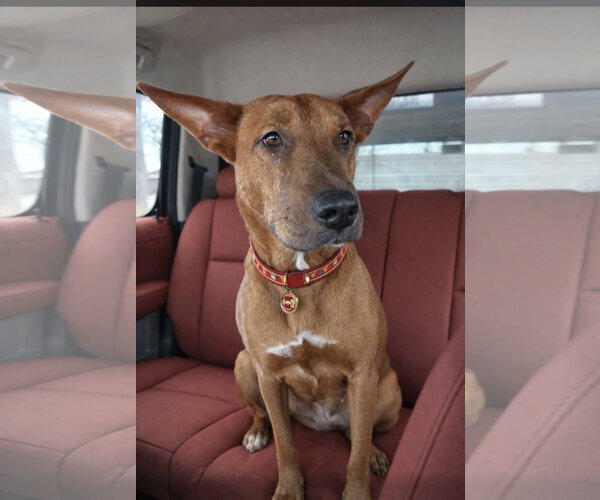 Medium Photo #2 Mutt Puppy For Sale in Euless, TX, USA