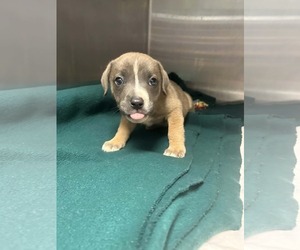 Labrador Retriever-Unknown Mix Dogs for adoption in SHERBURNE, NY, USA