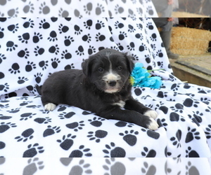 View Ad Australian Shepherd Mix Puppy For Sale Near Ohio Shiloh Usa Adn 251789