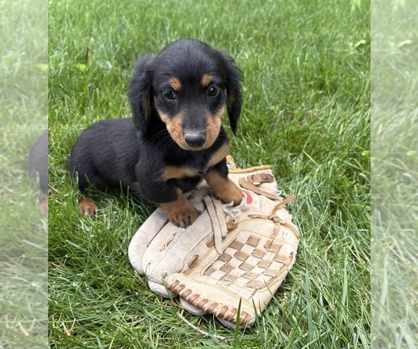 Medium Photo #4 Dachshund Puppy For Sale in MIDDLEBURY, IN, USA