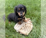 Small #3 Dachshund