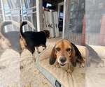 Small #1 Beagle