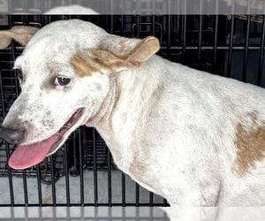 Mutt Dogs for adoption in Houston, TX, USA