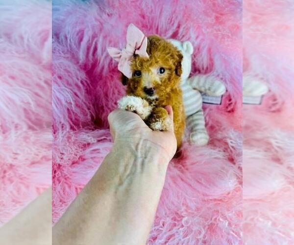 Medium Photo #10 Poodle (Toy) Puppy For Sale in BOSTON, MA, USA