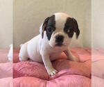 Small #2 French Bulldog