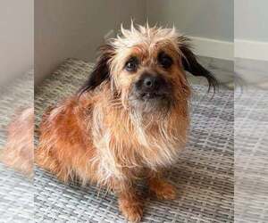 Chihuahua-Unknown Mix Dogs for adoption in St. Augustine, FL, USA