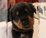 Small Photo #4 Rottweiler Puppy For Sale in HEMINGWAY, SC, USA