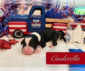 Bernedoodle-Poodle (Standard) Mix Puppy for sale in MENIFEE, CA, USA