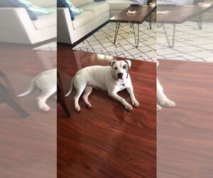 Lilyroo - Female Mutt Dog for Adoption - Photo #5