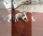 Small #4 Mutt