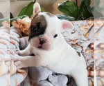 Small Photo #17 French Bulldog Puppy For Sale in W LINN, OR, USA