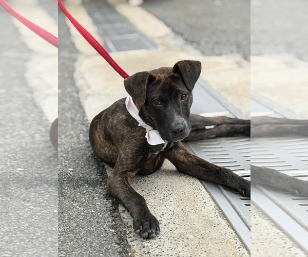 Medium Photo #1 Mountain Cur-Unknown Mix Puppy For Sale in Westwood, NJ, USA