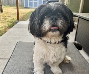 Father of the Shih Tzu puppies born on 08/28/2024