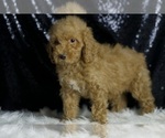 Small #1 Goldendoodle (Miniature)