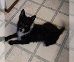 Small #3 Mutt