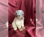 Puppy Bingo Poodle (Miniature)