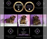 Small Photo #132 Yorkipoo Puppy For Sale in WARSAW, IN, USA