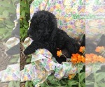 Small Photo #9 Labradoodle Puppy For Sale in WILTON, CA, USA