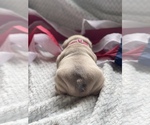 Small Photo #12 French Bulldog Puppy For Sale in RICHLAND, IA, USA