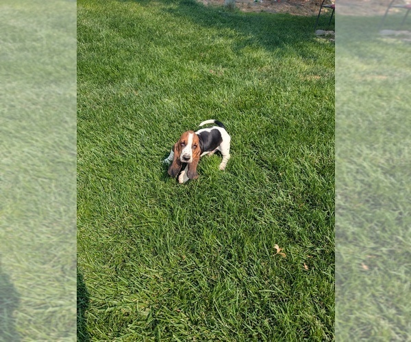 Medium Photo #4 Basset Hound Puppy For Sale in JEROME, ID, USA