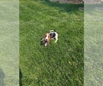 Small #3 Basset Hound