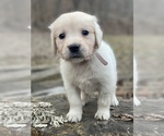 Small Photo #7 Golden Retriever Puppy For Sale in MORGANTOWN, IN, USA