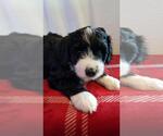 Small Photo #7 Bernedoodle Puppy For Sale in SPRINGFIELD, IL, USA