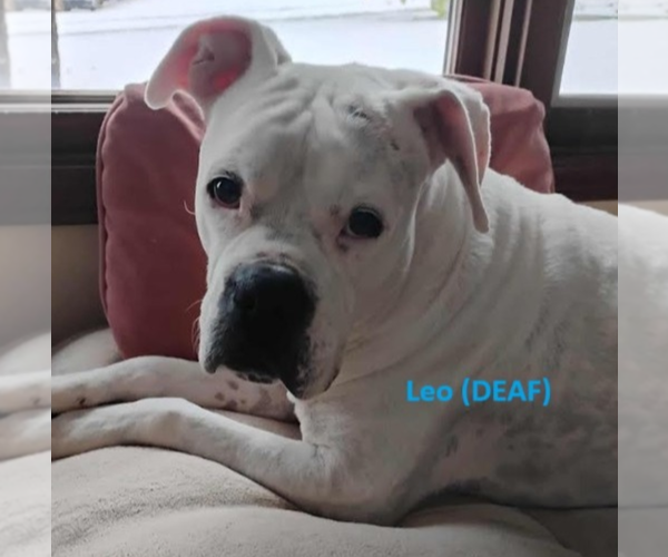 Medium Photo #1 Boxer Puppy For Sale in Burnsville, MN, USA