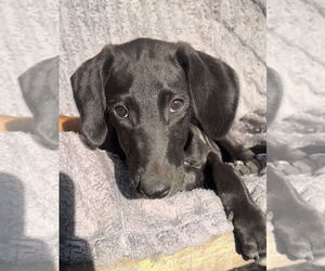 Greyhound-Unknown Mix Dogs for adoption in Laramie, WY, USA