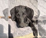 Small Greyhound Mix