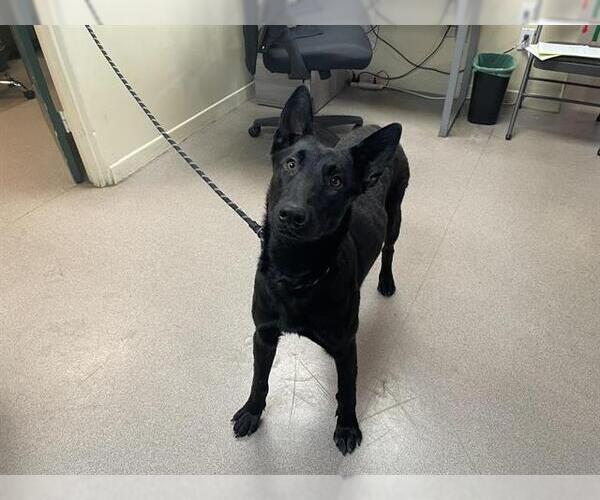 Medium Photo #1 Mutt Puppy For Sale in Pasadena, CA, USA