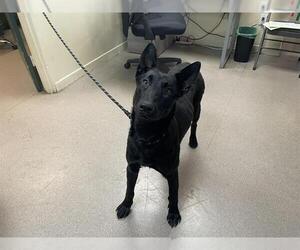 Mutt Dogs for adoption in Pasadena, CA, USA