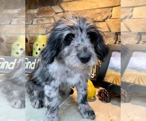 Aussiedoodle Miniature  Puppy for sale in VACAVILLE, CA, USA