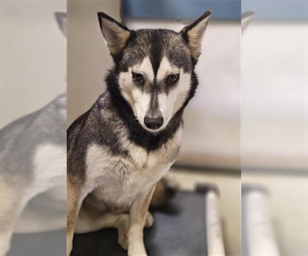 Medium Photo #1 Siberian Husky Puppy For Sale in Bakersfield, CA, USA