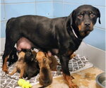 Small #5 Rottweiler Mix