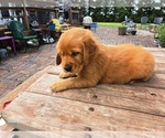 Small #4 Golden Retriever