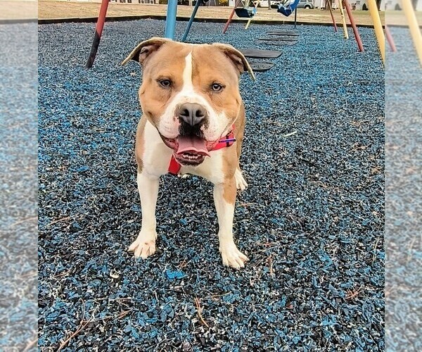 Medium Photo #1 American Bully Puppy For Sale in BARNEGAT, NJ, USA