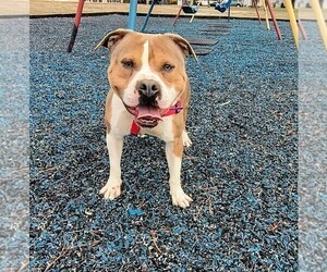 Father of the American Bully puppies born on 03/02/2025