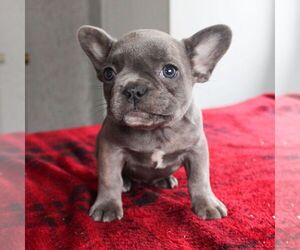 French Bulldog Puppy for sale in LANCASTER, PA, USA